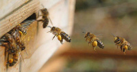 Если Вы планируете заниматься пчеловодством, рекомендуем ознакомиться с основными требованиями к содержанию медоносных пчел